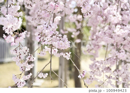 虎渓公園のしだれ桜 虎渓公園のしだれ桜 100949423