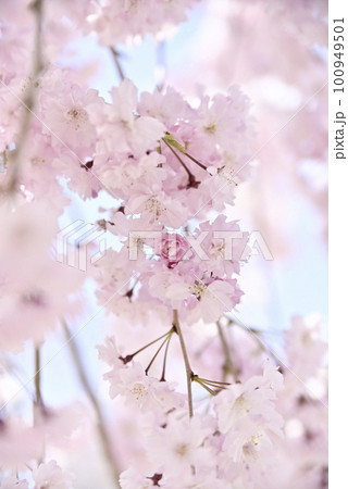 虎渓公園のしだれ桜 虎渓公園のしだれ桜 100949501