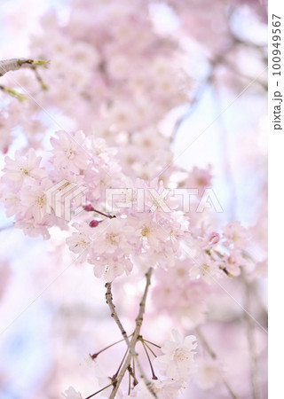 虎渓公園のしだれ桜 100949567