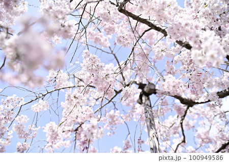 虎渓公園のしだれ桜 100949586