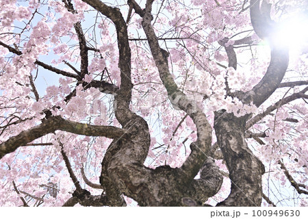 虎渓公園のしだれ桜 100949630