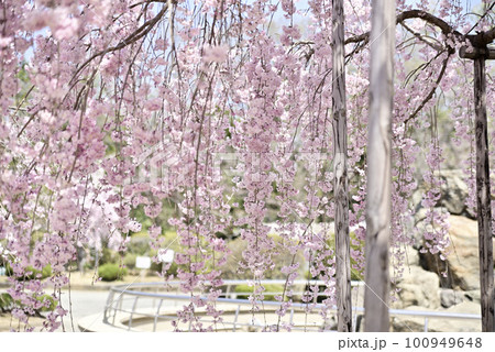 虎渓公園のしだれ桜 虎渓公園のしだれ桜 100949648