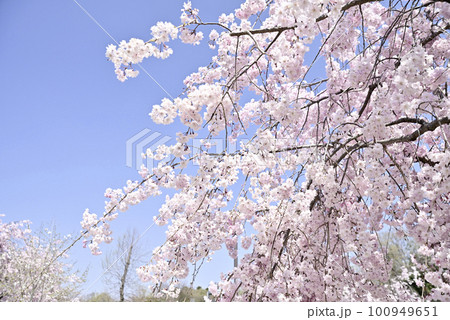 虎渓公園のしだれ桜 虎渓公園のしだれ桜 100949651