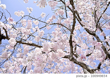 虎渓公園のしだれ桜 虎渓公園のしだれ桜 100949654