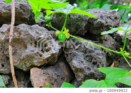 竹富島の風景（石垣と沖縄スズメウリ） 100949922