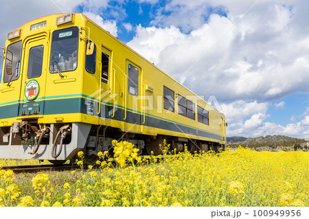 菜の花畑を走るいすみ鉄道 100949956