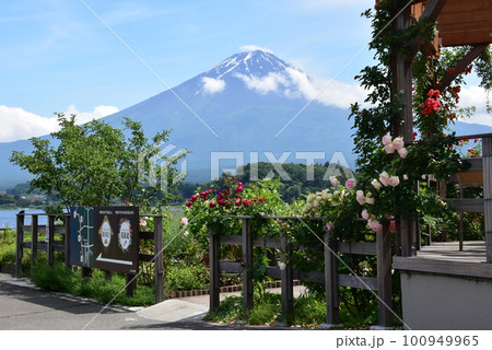 富士河口湖町 大石公園の河口湖自然生活館散策路と富士山と満開のバラ 富士河口湖町 大石公園の河口湖自然生活館散策路と富士山と満開のバラ 100949965