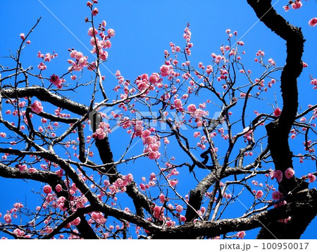 青空に美しく揺れる梅の花 唐梅 トウバイ 青空に美しく揺れる梅の花 唐梅 トウバイ 100950017