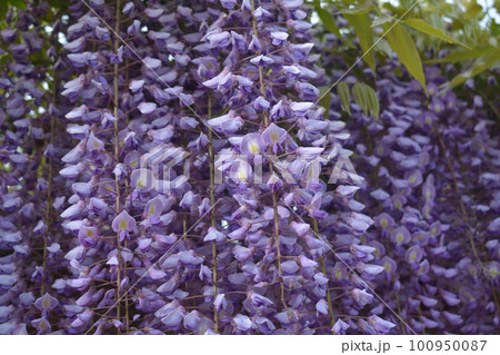 津島天王川公園 藤棚 津島天王川公園 藤棚 100950087