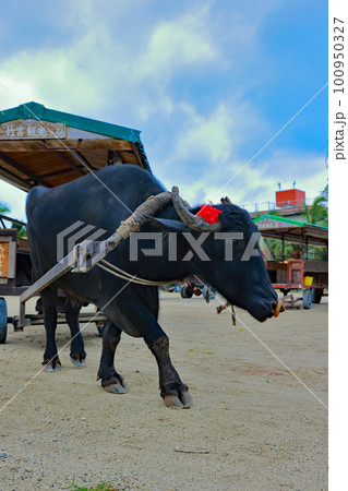 竹富島の風景（水牛） 100950327