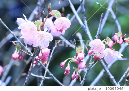 あふれる日差しに咲く梅の花 100950464