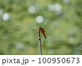 【夏の風景】枝で休む赤とんぼ 100950673