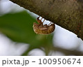 【夏の風景】セミのぬけがら 100950674