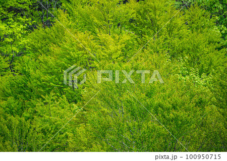 一面の新緑 桂の木 一面の新緑 桂の木 100950715