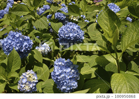 三千院の青いアジサイ 三千院の青いアジサイ 100950868