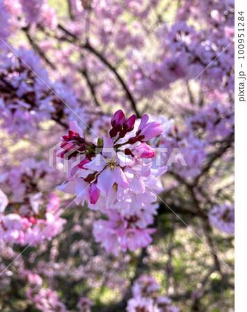 春の日差しを浴びるコヒガン桜 春の日差しを浴びるコヒガン桜 100951284