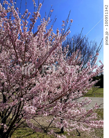 青空に映える満開のコヒガン桜 100951342