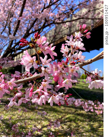 春の日差しを浴びるコヒガン桜 春の日差しを浴びるコヒガン桜 100951427
