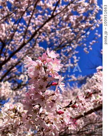 春の青空に映えるコヒガン桜 春の青空に映えるコヒガン桜 100951663
