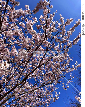 春の青空に映えるコヒガン桜 春の青空に映えるコヒガン桜 100951665