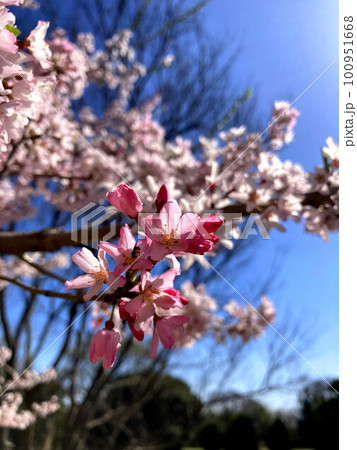 春の青空に映えるコヒガン桜 春の青空に映えるコヒガン桜 100951668