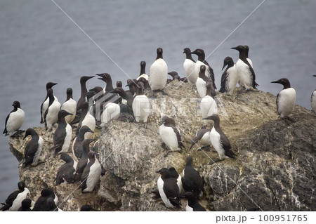 Planar rookery of common murres (dominate) and separate thick-billed murres on Western shore of Barents sea. Planar rookery of common murres (dominate) and separate thick-billed murres on Western shore of Barents sea. 100951765