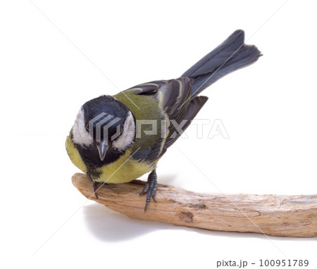 Great Tit, Parus Major Great Tit, Parus Major 100951789