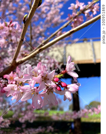 春の青空に映えるコヒガン桜 春の青空に映えるコヒガン桜 100951869