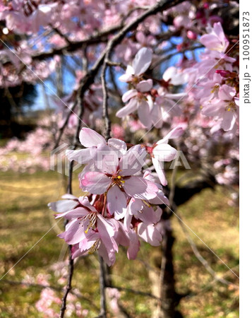 春の日差しを浴びるコヒガン桜 100951873