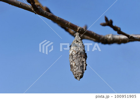 ミノムシ 100951905