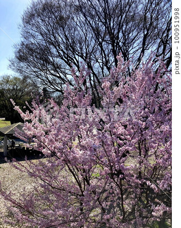 コヒガン桜の花が咲いた春の公園 100951998