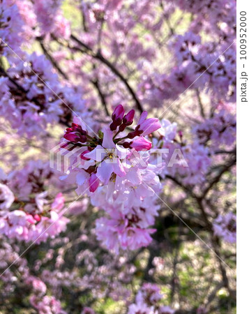 春の青空に映えるコヒガン桜 春の青空に映えるコヒガン桜 100952000