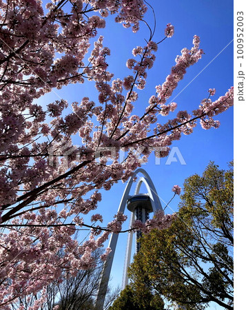 春の青空に映えるコヒガン桜とタワー 100952003