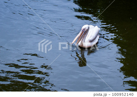 伊豆シャボテン公園の池で泳ぐペリカンの姿が可愛い 伊豆シャボテン公園の池で泳ぐペリカンの姿が可愛い 100952140