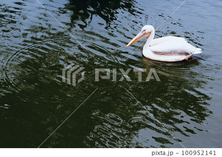 伊豆シャボテン公園の池で泳ぐペリカンの姿が可愛い 伊豆シャボテン公園の池で泳ぐペリカンの姿が可愛い 100952141