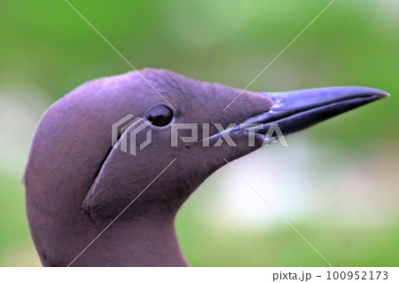Purposefulness 1. Close-up portrait of common guillemot Purposefulness 1. Close-up portrait of common guillemot 100952173