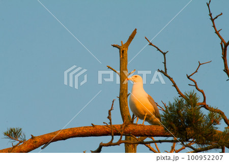 seagull big white on a branch. colony of birds. seagull big white on a branch. colony of birds. 100952207