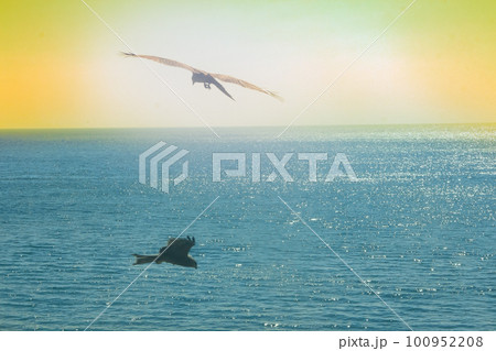 The sea eagles. Kites over the Indian ocean 100952208