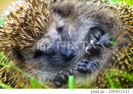 hedgehog close-up curled into a ball. 100952232