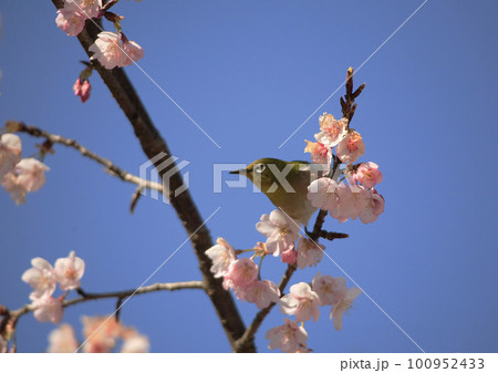 桜の蜜を吸うメジロ 桜の蜜を吸うメジロ 100952433