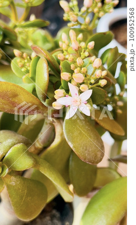 金のなる木の綺麗な花 金のなる木の綺麗な花 100952568