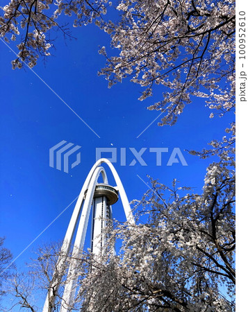 春の青空に映える枝垂桜とタワー 100952610