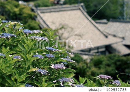 満開の紫陽花と寺院 満開の紫陽花と寺院 100952783