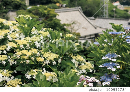 満開の紫陽花と寺院 100952784