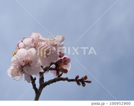 春の訪れを告げる紅梅の花 100952900