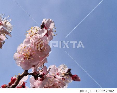 春の訪れを告げる紅梅の花 100952902