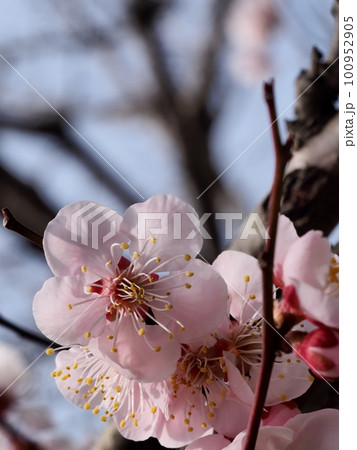 春の訪れを告げる紅梅の花 100952905
