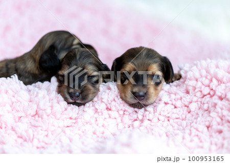 かわいい子犬 カニンヘンダックスフンド かわいい子犬 カニンヘンダックスフンド 100953165