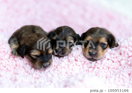 かわいい子犬　カニンヘンダックスフンド 100953166