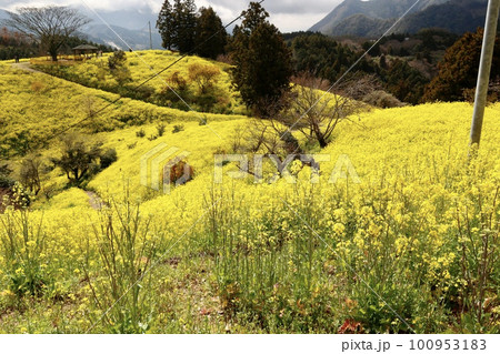 犬寄峠の黄色い丘 菜の花とミモザ(フサアカシア) 犬寄峠の黄色い丘 菜の花とミモザ(フサアカシア) 100953183